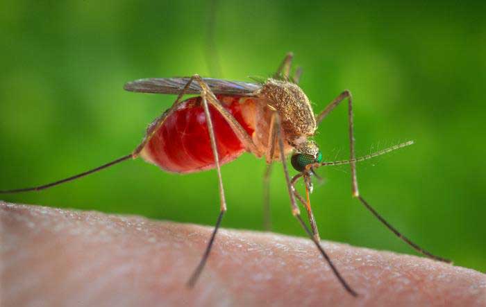 Mosquitoes Control Services
