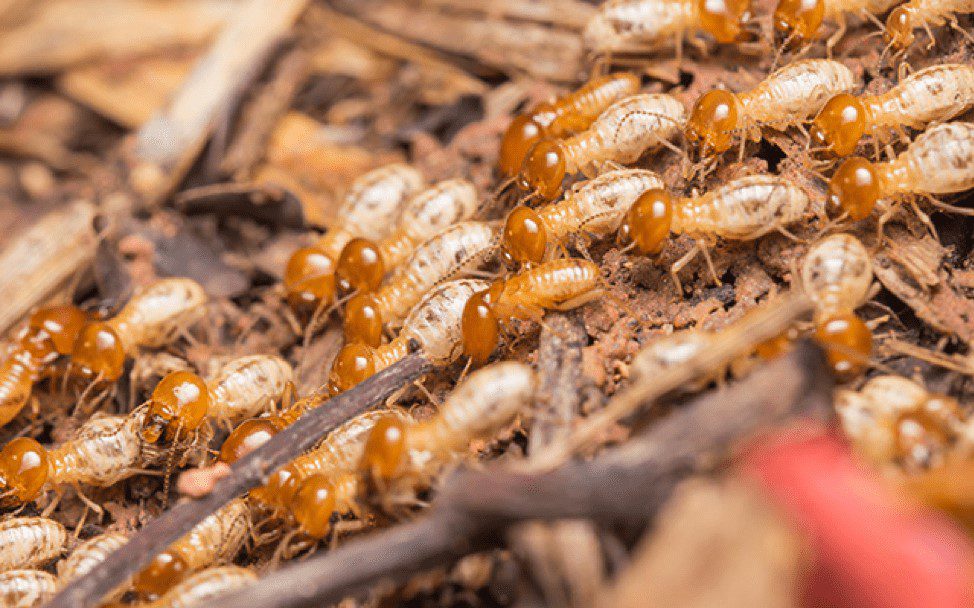 Termite Control Services in Lahore