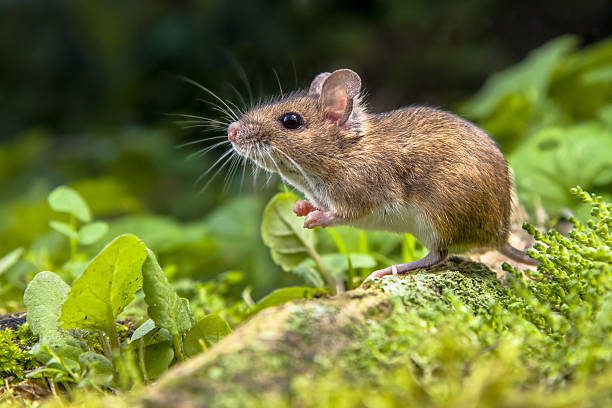 Rodent Control Services